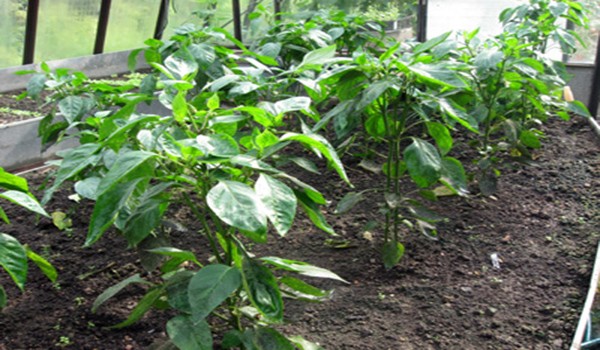 The technology of growing peppers in a greenhouse with video