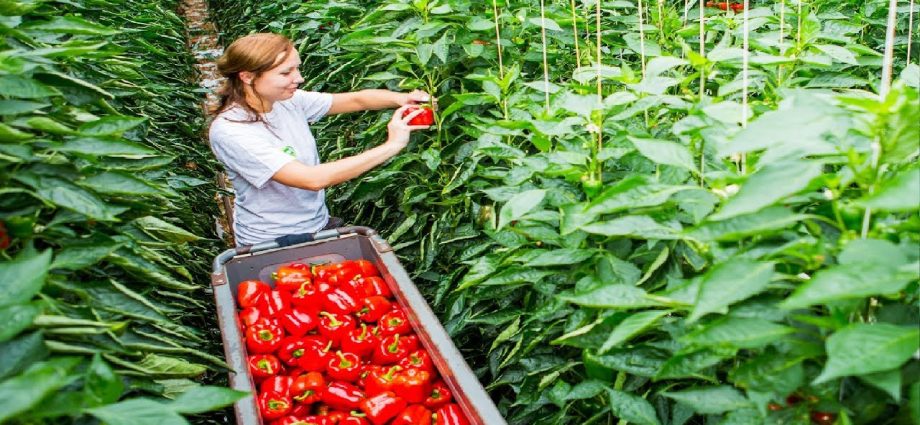 The technology of growing peppers in a greenhouse with video