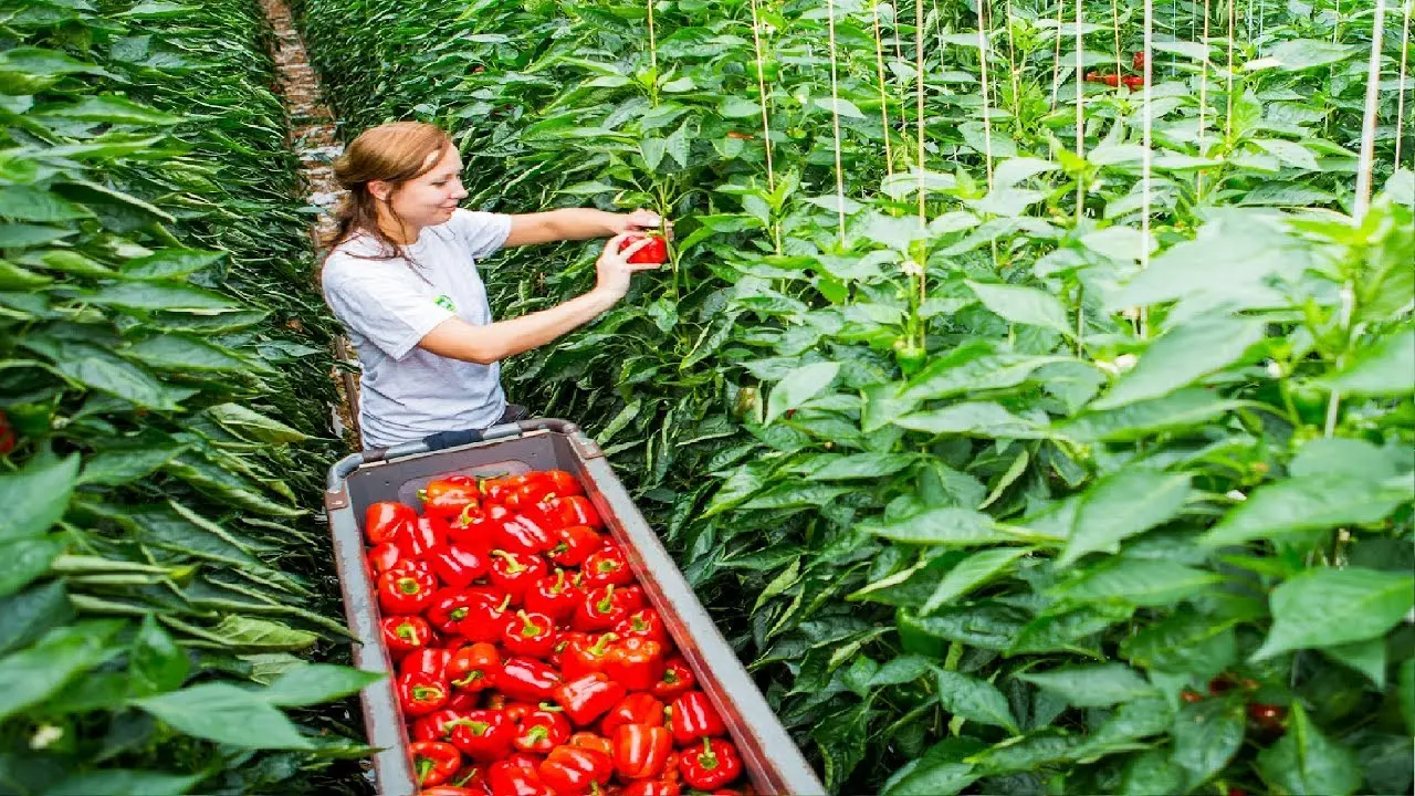 The technology of growing peppers in a greenhouse with video