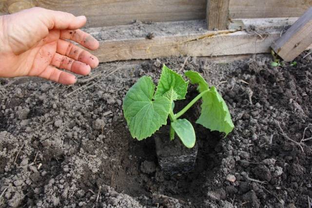 The technology of growing seedlings of cucumbers for the greenhouse