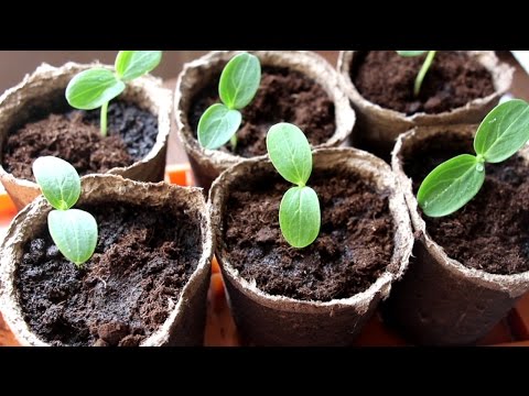 The technology of growing seedlings of cucumbers for the greenhouse