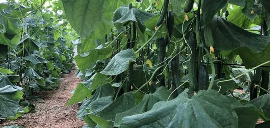 The technology of growing seedlings of cucumbers for the greenhouse