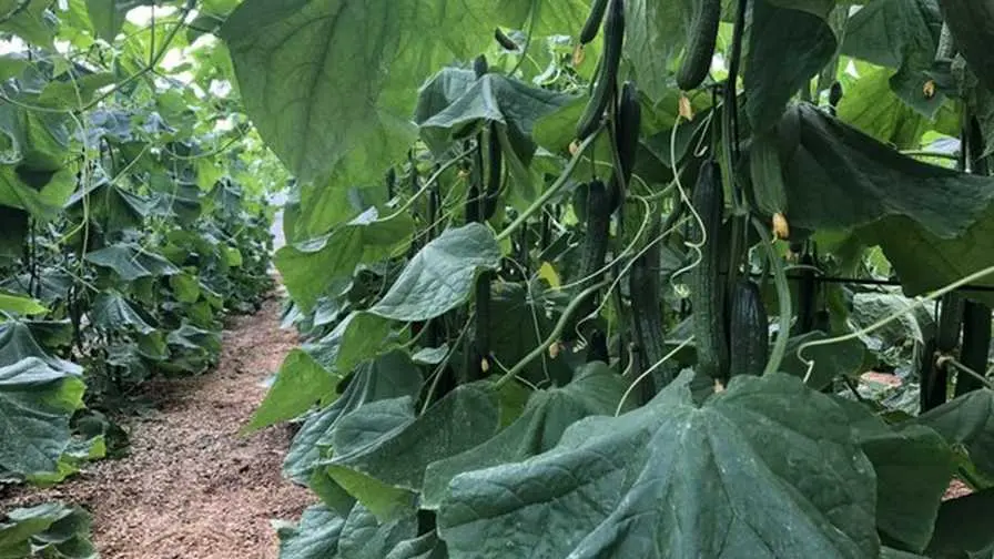 The technology of growing seedlings of cucumbers for the greenhouse