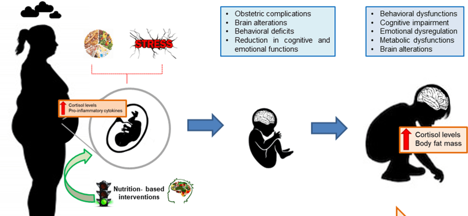 The tendency to obesity is formed at the stage of fetal life