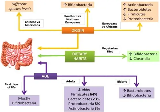 The three types of intestinal flora