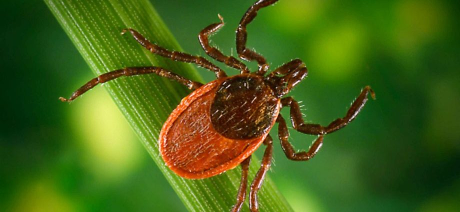 The tick season is still ongoing. How to protect yourself?