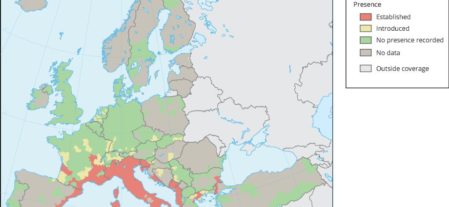 The tiger mosquito in Europe. Where is it performing? Could he survive in Poland?