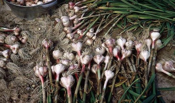 The timing of when to harvest winter garlic, and when summer