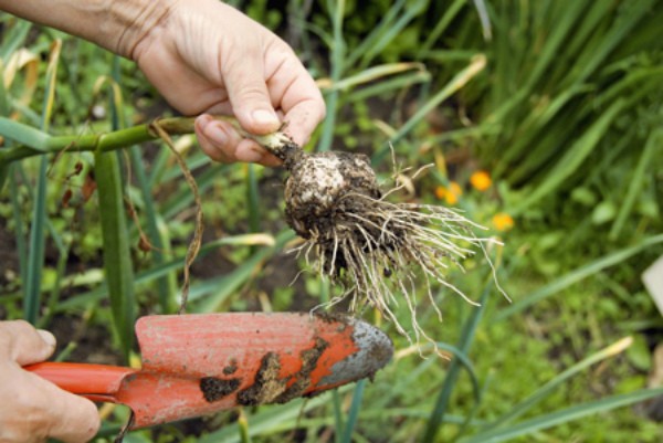 The timing of when to harvest winter garlic, and when summer