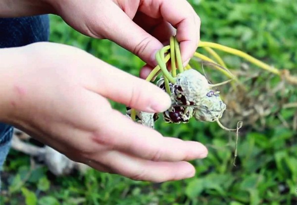 The timing of when to harvest winter garlic, and when summer