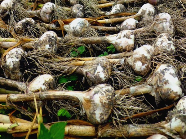 The timing of when to harvest winter garlic, and when summer