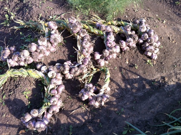 The timing of when to harvest winter garlic, and when summer