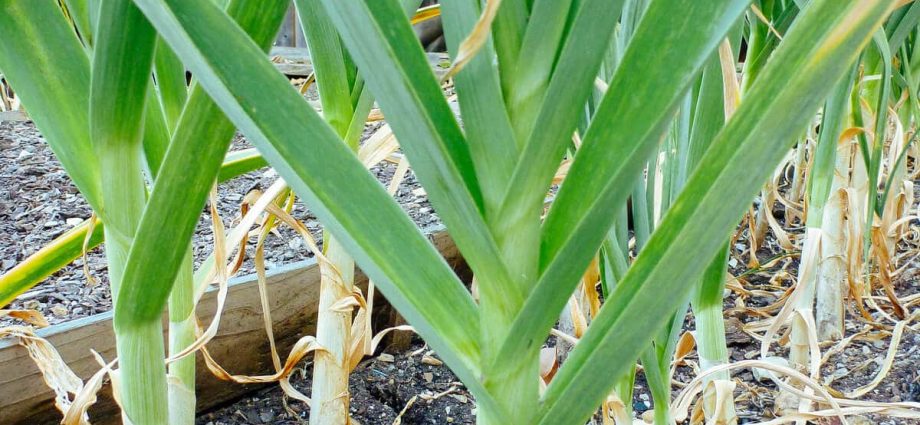 The timing of when to harvest winter garlic, and when summer