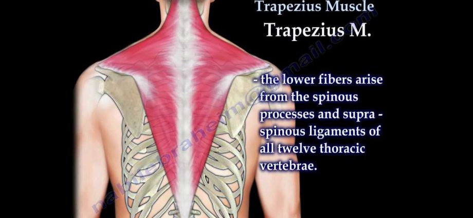 The trapezius muscle &#8211; structure, functions and operation. Trapezius injuries