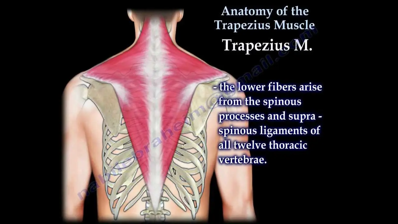 The trapezius muscle &#8211; structure, functions and operation. Trapezius injuries