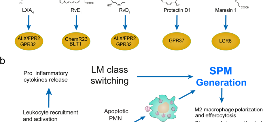 The type of receptor determines the progression or inhibition of inflammation