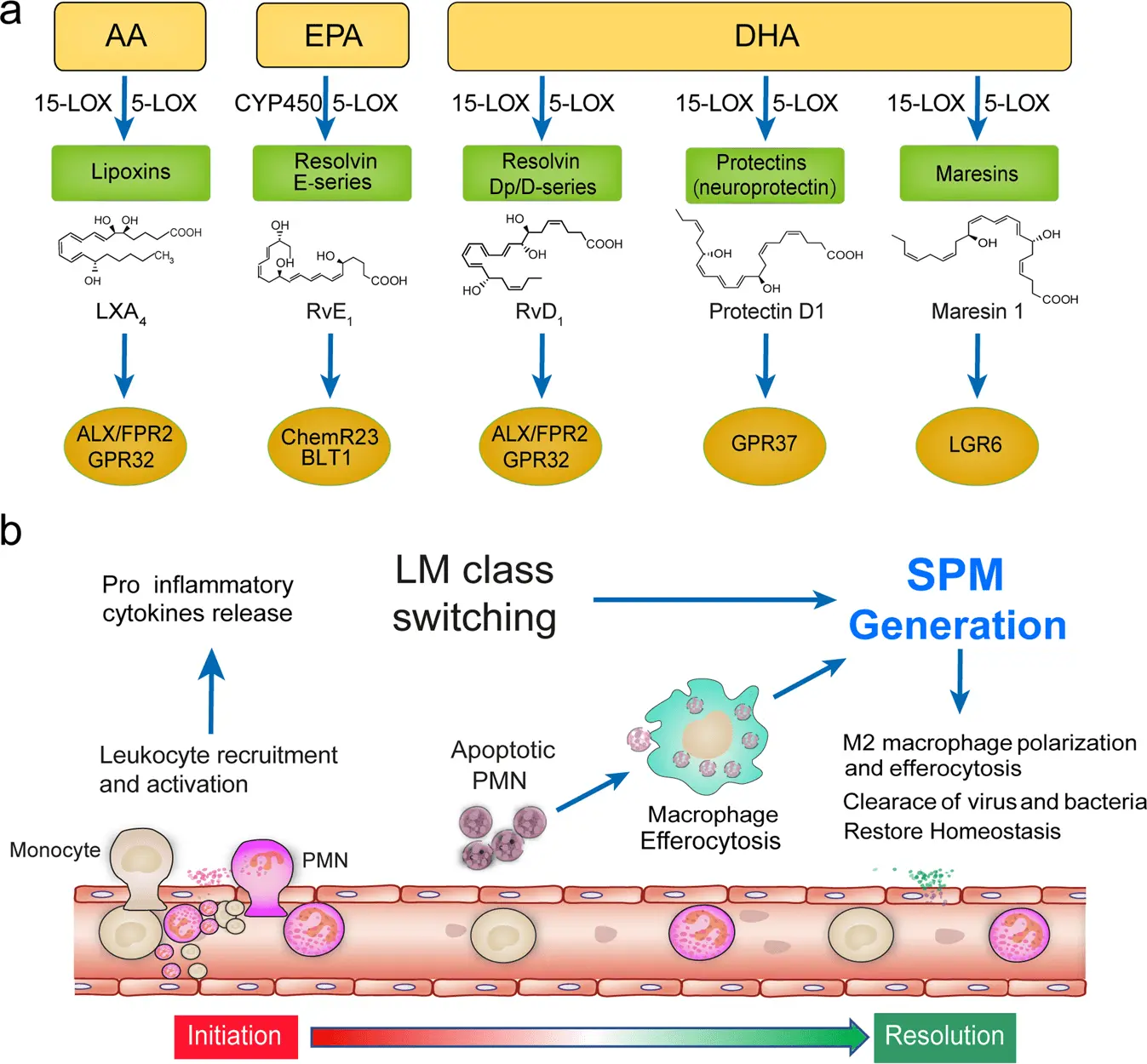 The type of receptor determines the progression or inhibition of inflammation