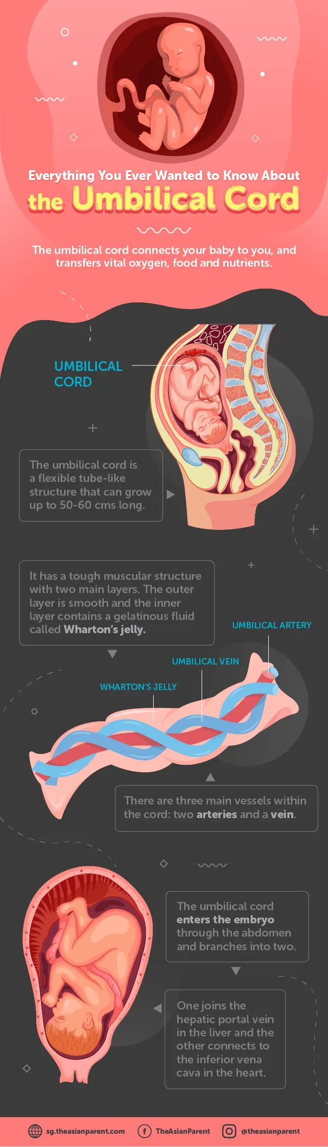 The umbilical cord &#8211; what is it? The appearance and functions of the umbilical cord