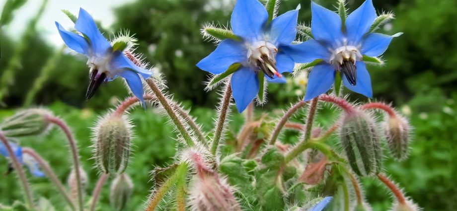 The unique use of borage