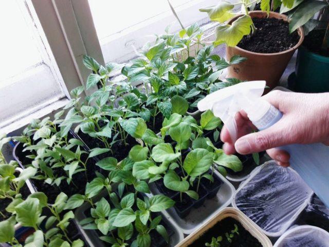 The use of Fitosporin for seedlings