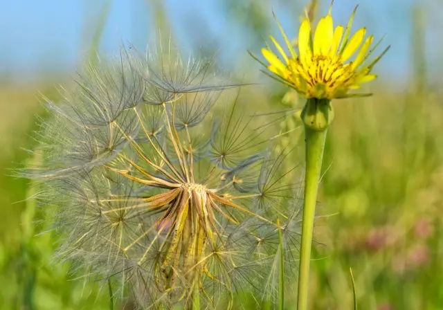 The use of goat beard in cooking, folk medicine