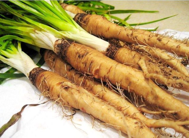 The use of goat beard in cooking, folk medicine