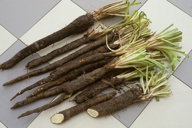 The use of goat beard in cooking, folk medicine