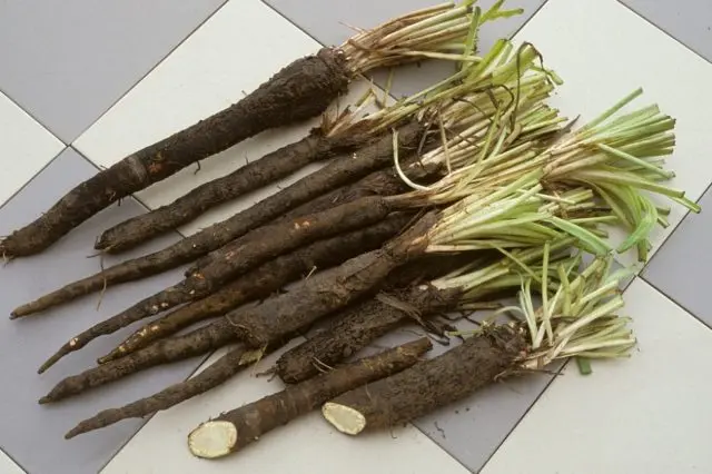 The use of goat beard in cooking, folk medicine