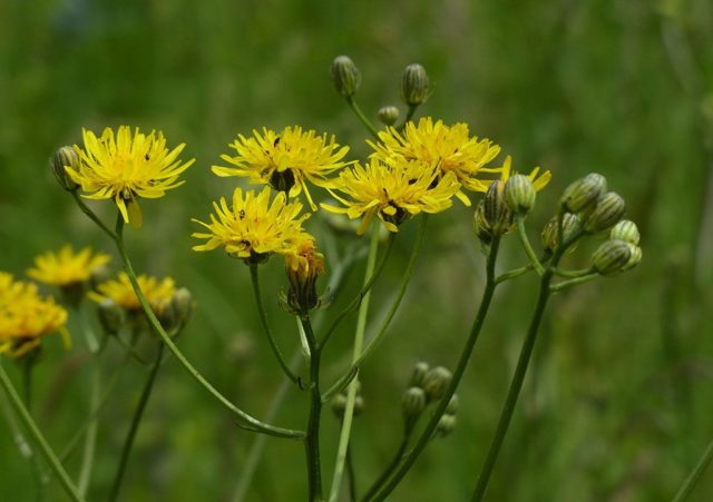 The use of goat beard in cooking, folk medicine