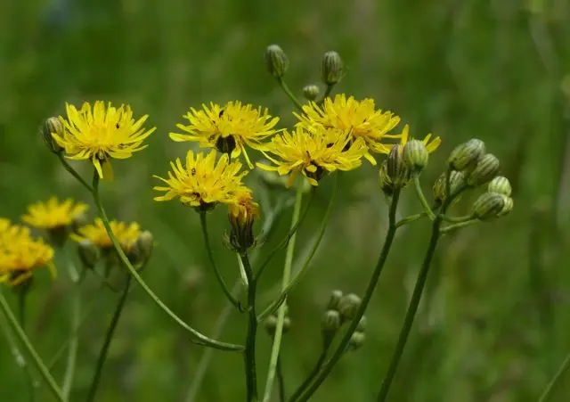 The use of goat beard in cooking, folk medicine