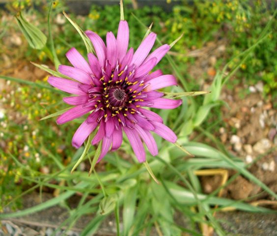 The use of goat beard in cooking, folk medicine