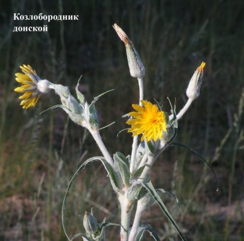 The use of goat beard in cooking, folk medicine