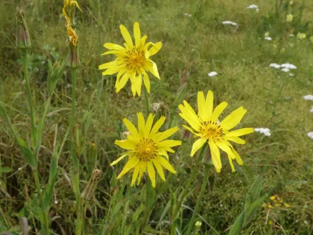 The use of goat beard in cooking, folk medicine