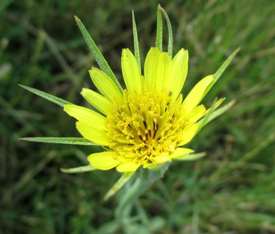 The use of goat beard in cooking, folk medicine