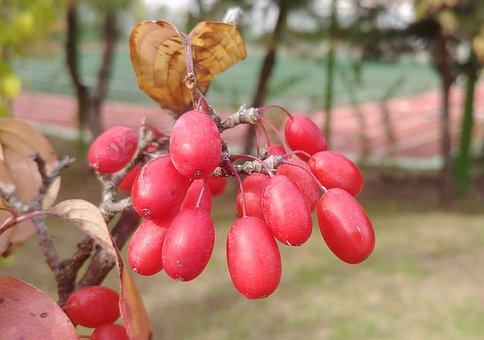 The use of lemongrass berries