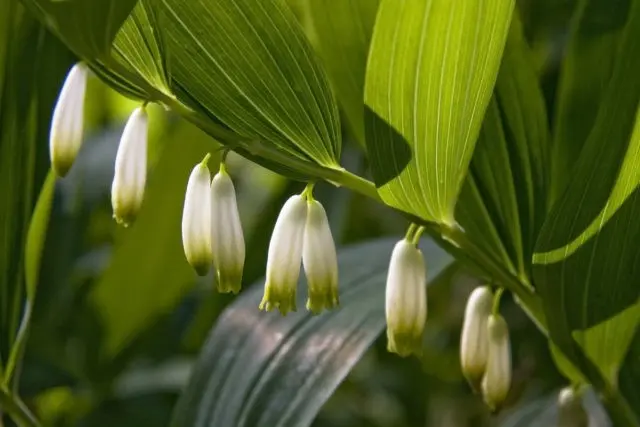 The use of medicinal kupene in medicine