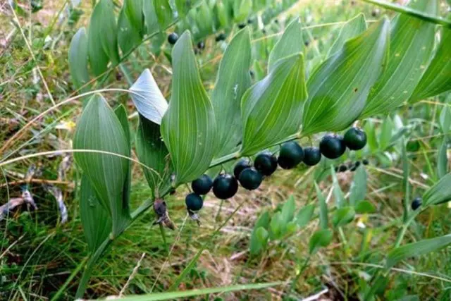 The use of medicinal kupene in medicine