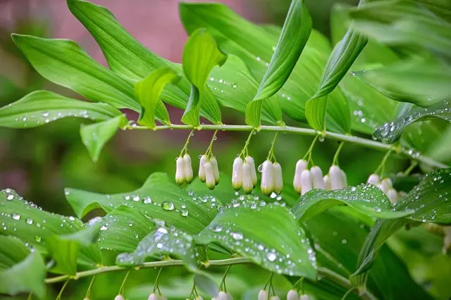 The use of medicinal kupene in medicine