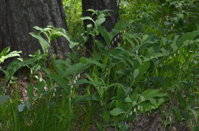 The use of medicinal kupene in medicine