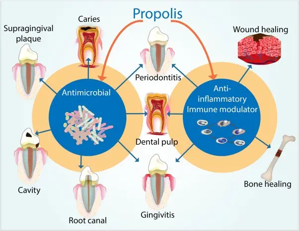 The use of propolis: how to chew