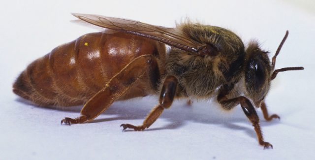 The uterus of a bee: how it appears, how it looks