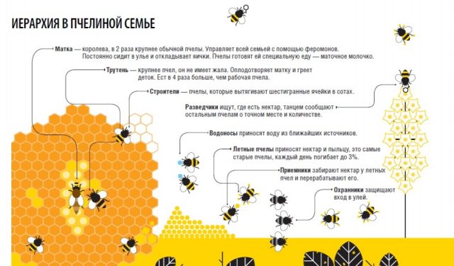 The uterus of a bee: how it appears, how it looks