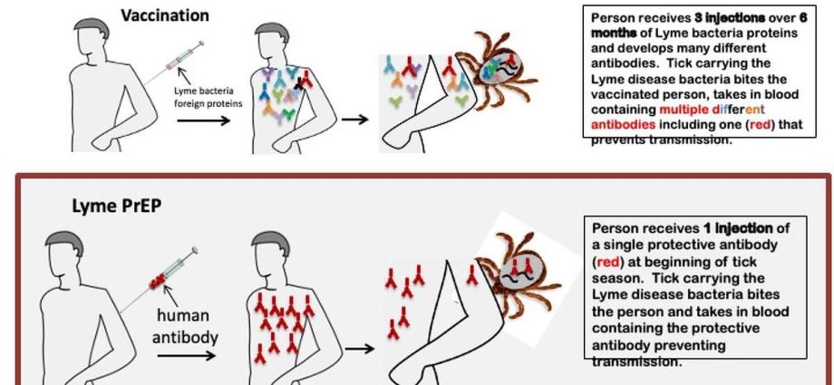 The vaccine will protect against Lyme disease? It&#8217;s an mRNA preparation