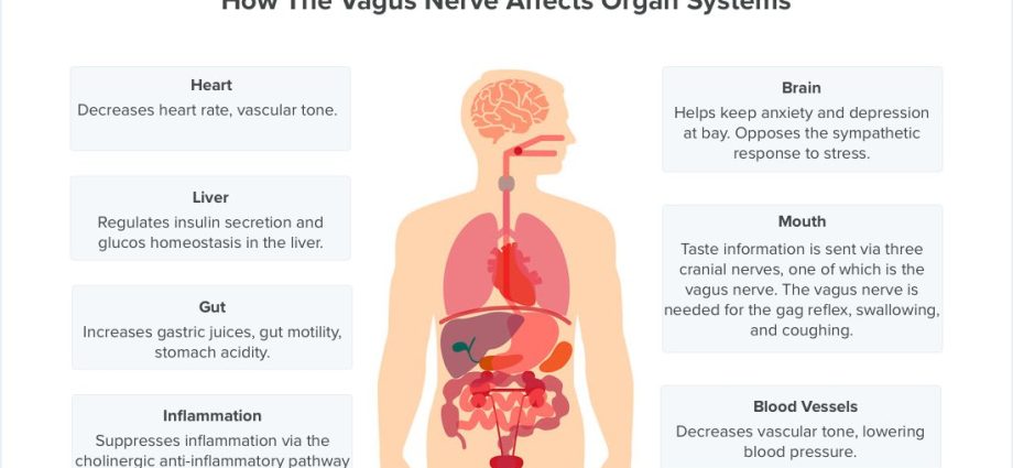 The vagus nerve &#8211; functions, symptoms of damage, treatment. What could be the causes of vagal damage?