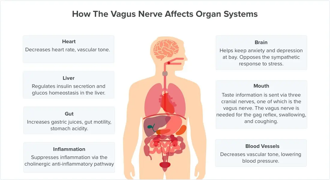 The vagus nerve &#8211; functions, symptoms of damage, treatment. What could be the causes of vagal damage?