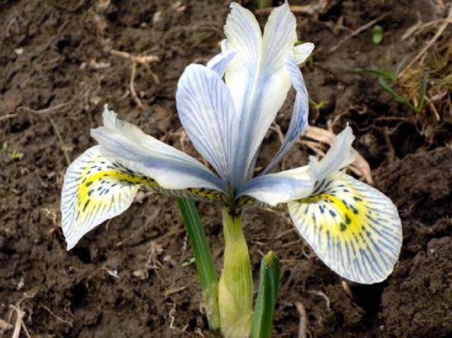 The very first small-bulb perennials - spring color palette