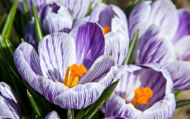 The very first small-bulb perennials - spring color palette