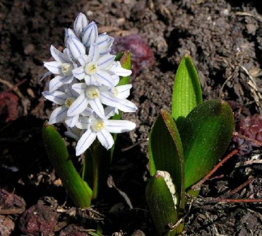 The very first small-bulb perennials - spring color palette