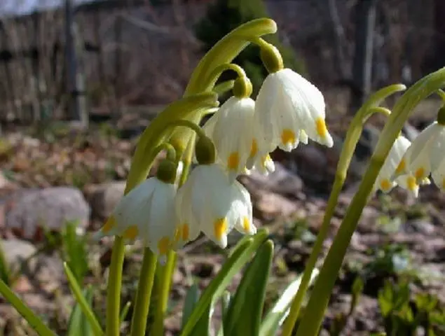 The very first small-bulb perennials - spring color palette