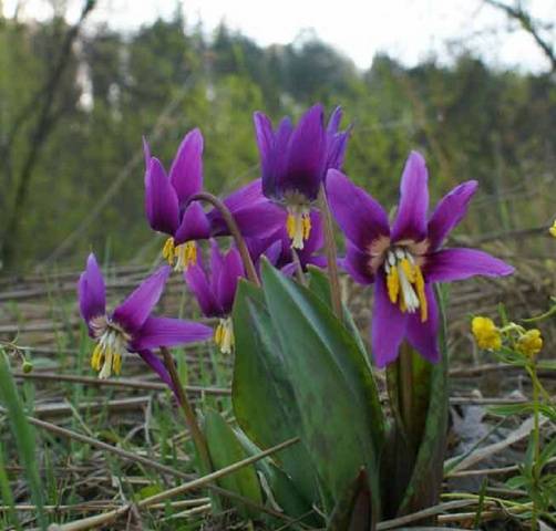 The very first small-bulb perennials - spring color palette